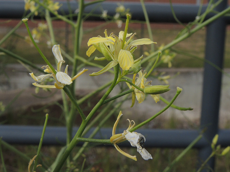 Sisymbrium altissimum