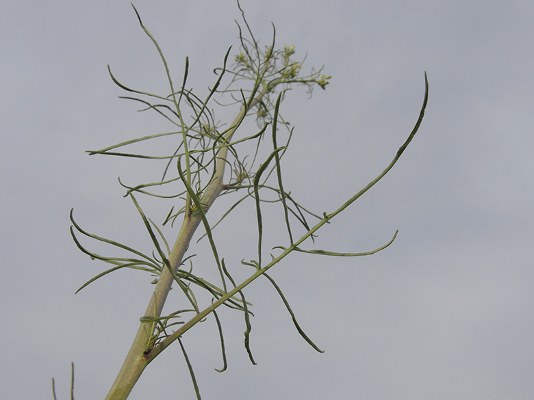 Sisymbrium altissimum