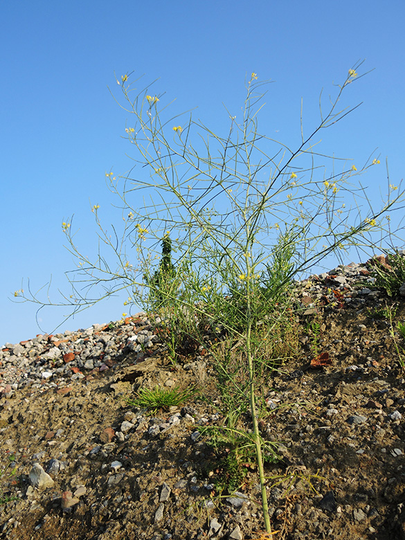 Sisymbrium altissimum
