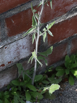 Sisymbrium altissimum