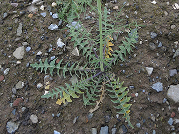 Sisymbrium altissimum