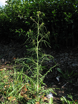 Sisymbrium altissimum