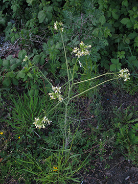 Sisymbrium altissimum