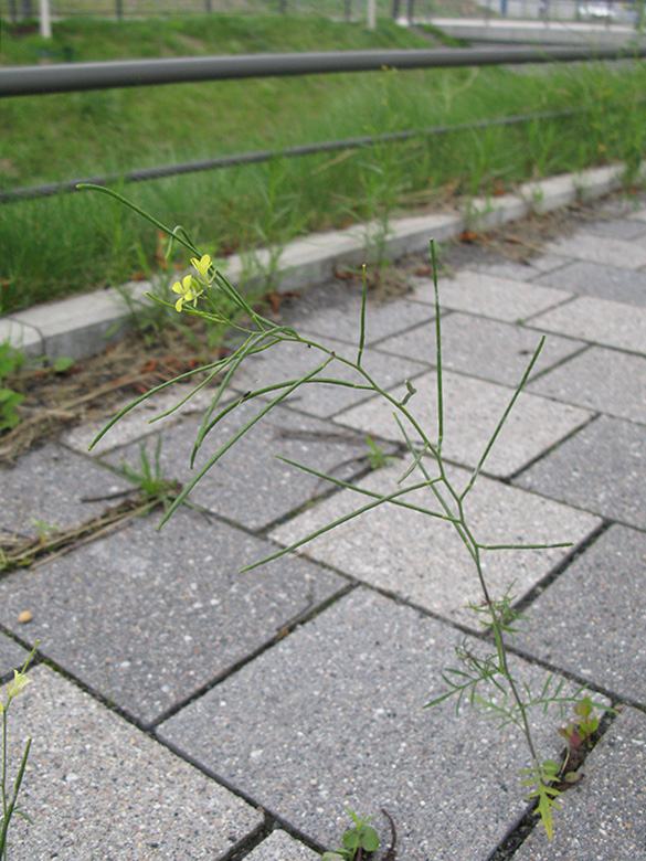 Sisymbrium altissimum