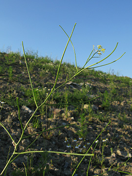 Sisymbrium altissimum