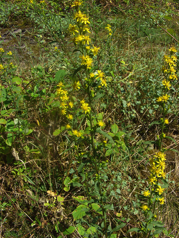 Solidago gigantea