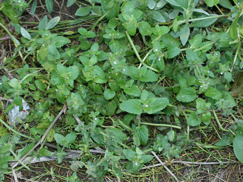 Stachys arvensis