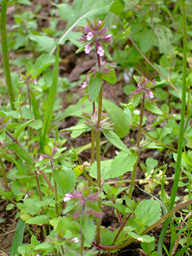 Stachys arvensis