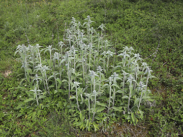 Stachys germanica