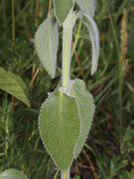 Stachys germanica