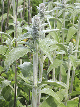 Stachys germanica