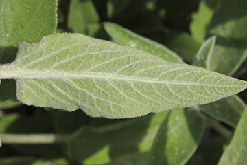 Stachys germanica