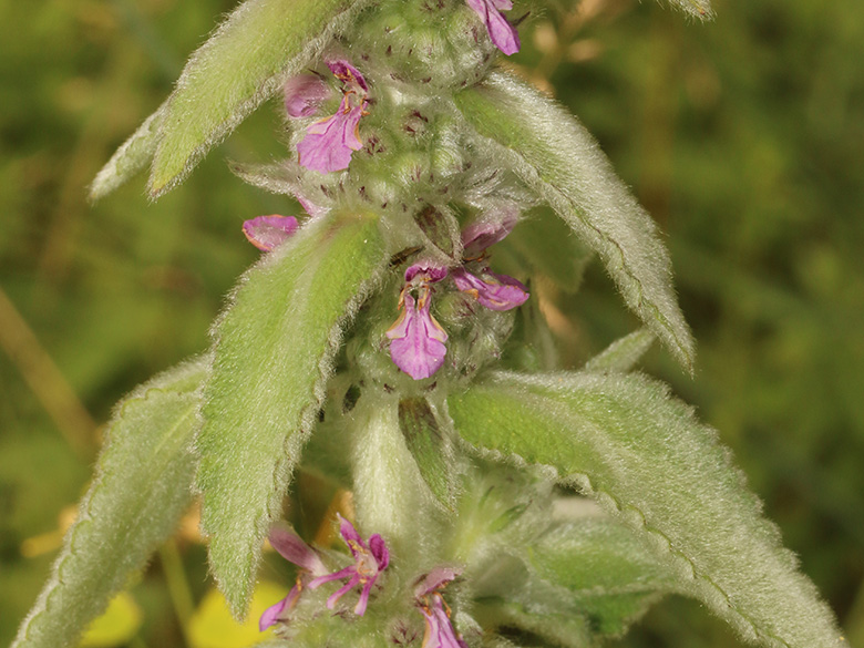 Stachys germanica