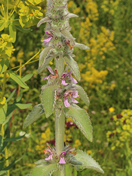 Stachys germanica