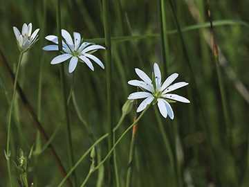 Stellaria palustris