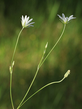 Stellaria palustris