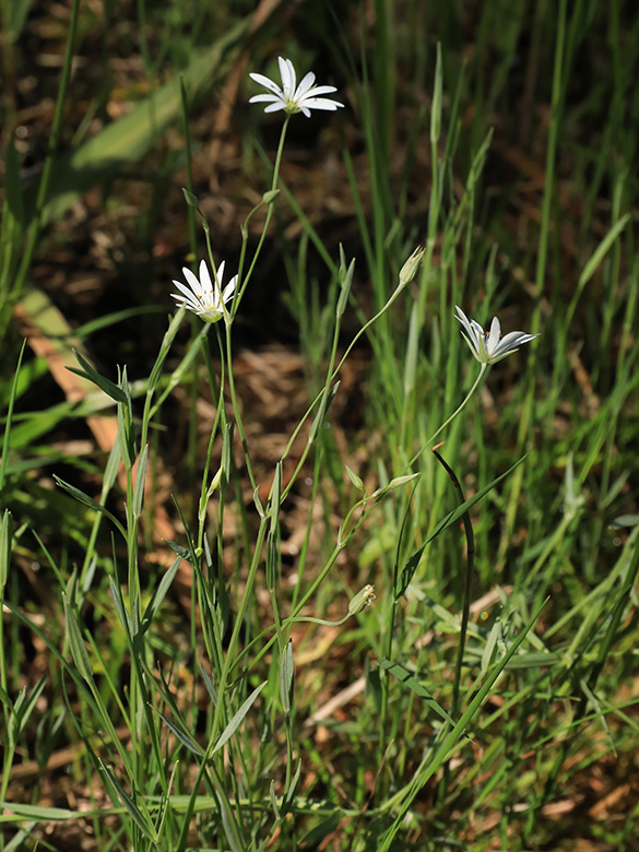 Stellaria palustris