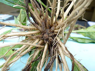 Succisa pratensis