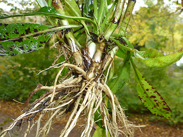 Succisa pratensis