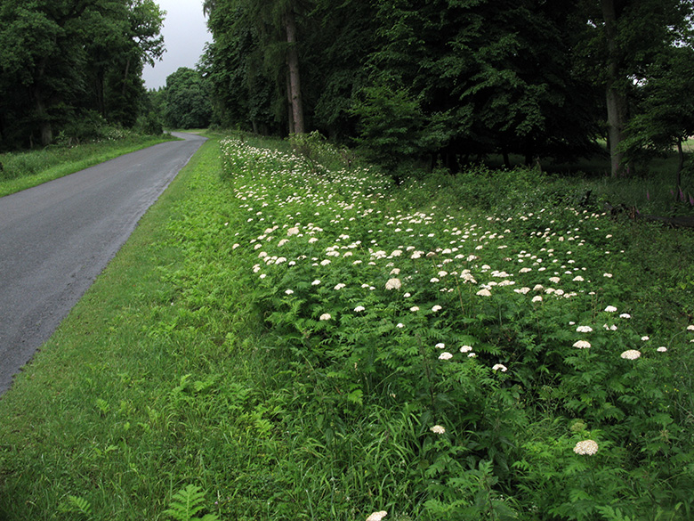 Tanacetum macrophyllum