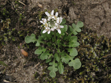 Teesdalia nudicaulis