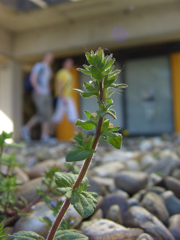 Veronica arvensis