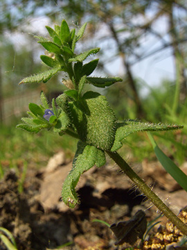 Veronica arvensis