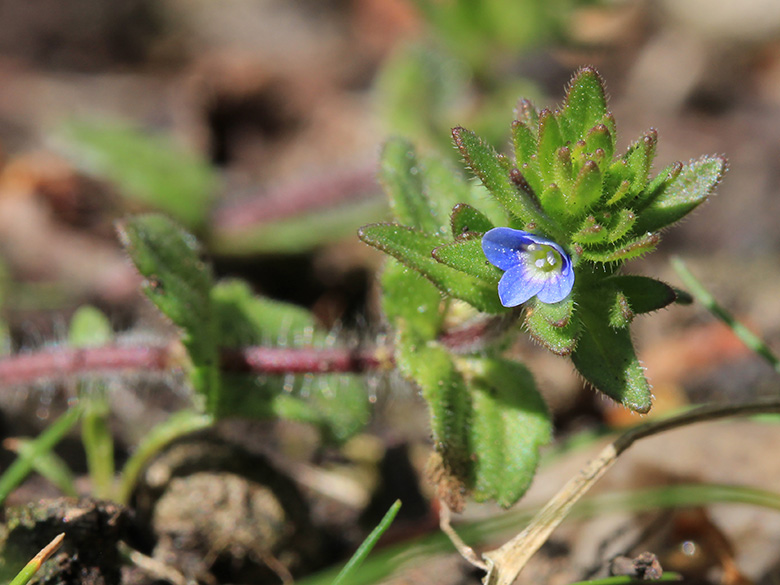 Veronica arvensis