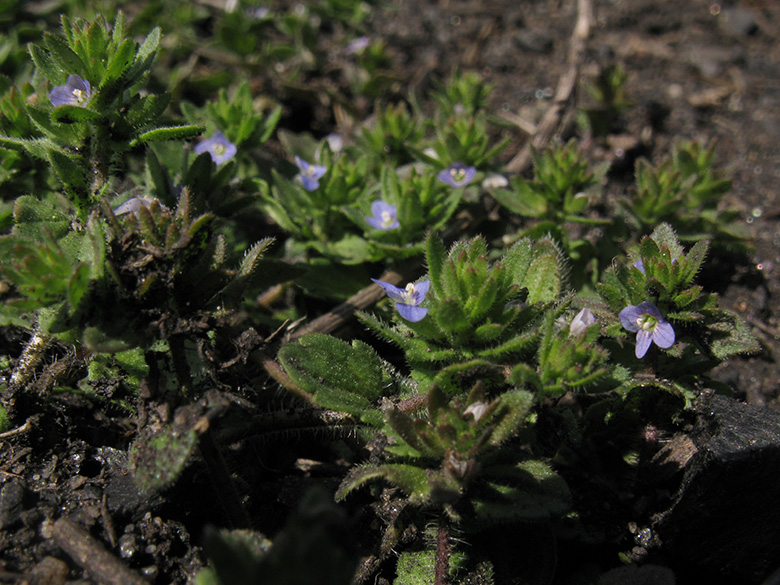Veronica arvensis