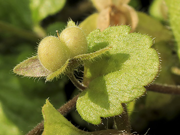 Veronica opaca
