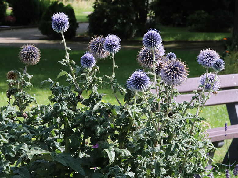 Echinops bannaticus