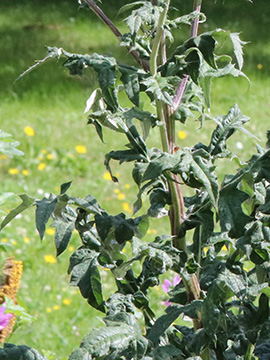 Echinops bannaticus