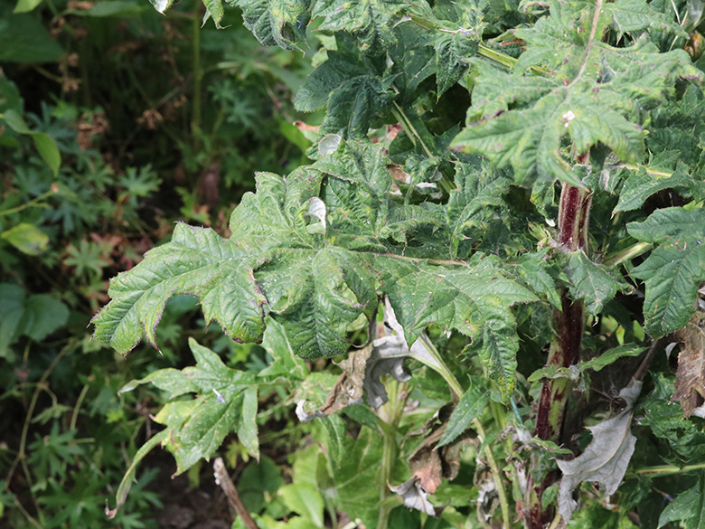 Echinops bannaticus