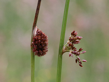 Juncus conglomeratus