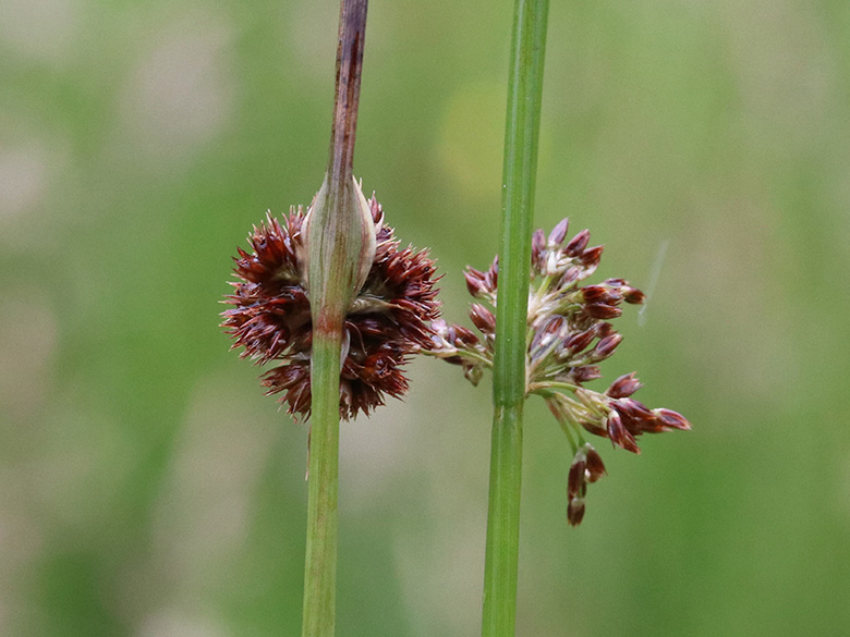Juncus conglomeratus