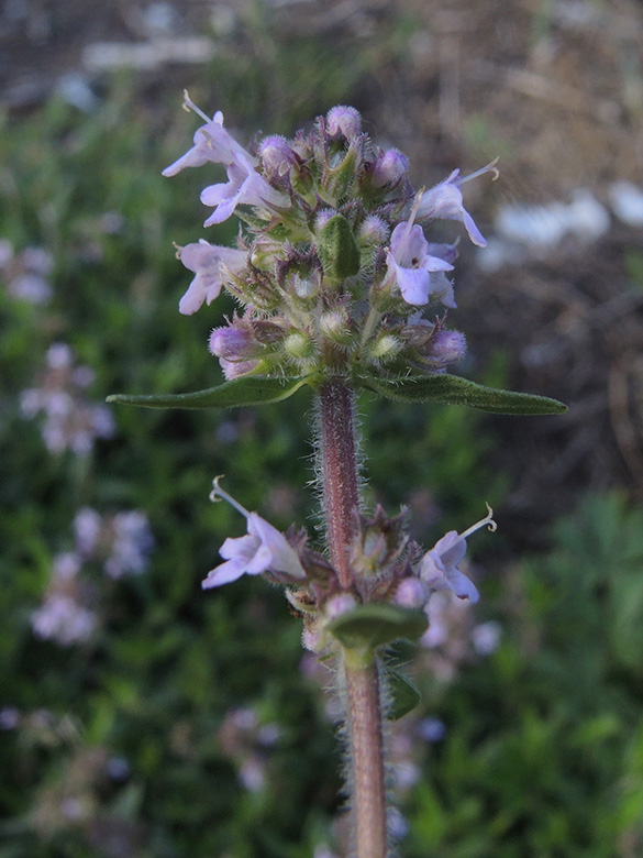 Thymus pannonicus