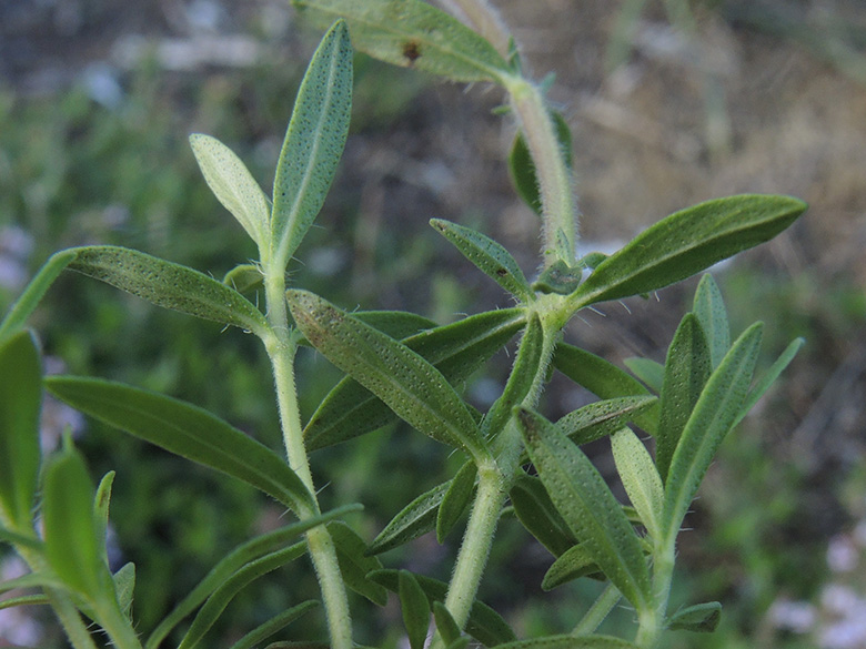 Thymus pannonicus