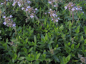 Thymus pannonicus