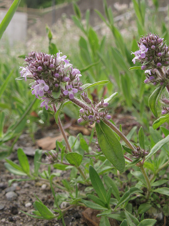 Thymus pannonicus