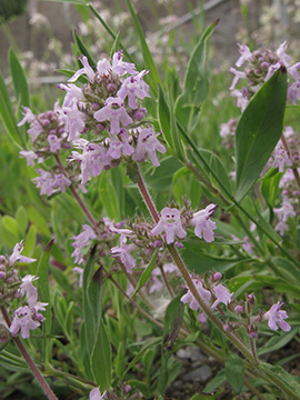 Thymus pannonicus