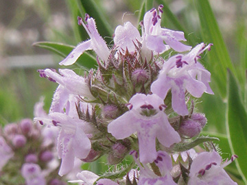 Thymus pannonicus