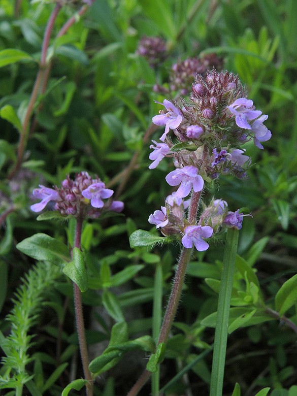 Thymus pannonicus