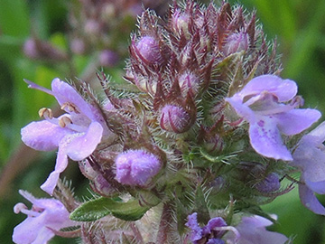 Thymus pannonicus