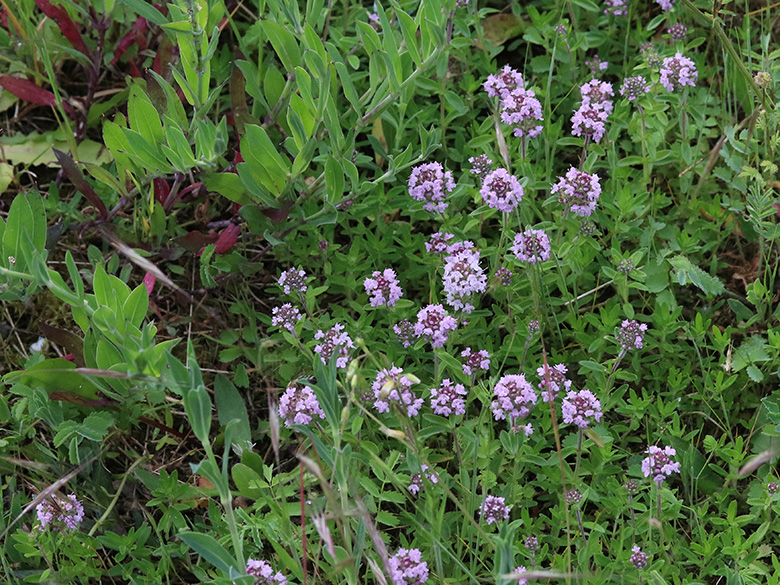 Thymus pannonicus