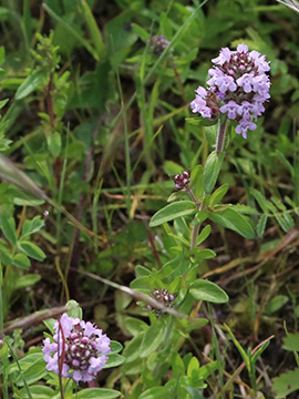 Thymus pannonicus