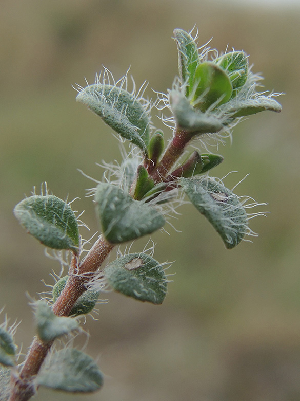 Thymus praecox