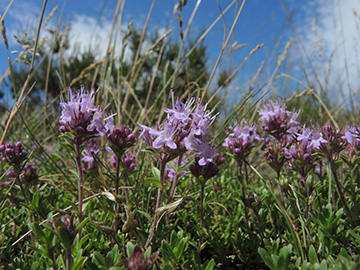 Thymus serpyllum