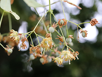 Tilia euchlora