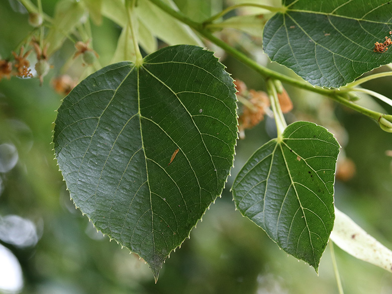 Tilia euchlora