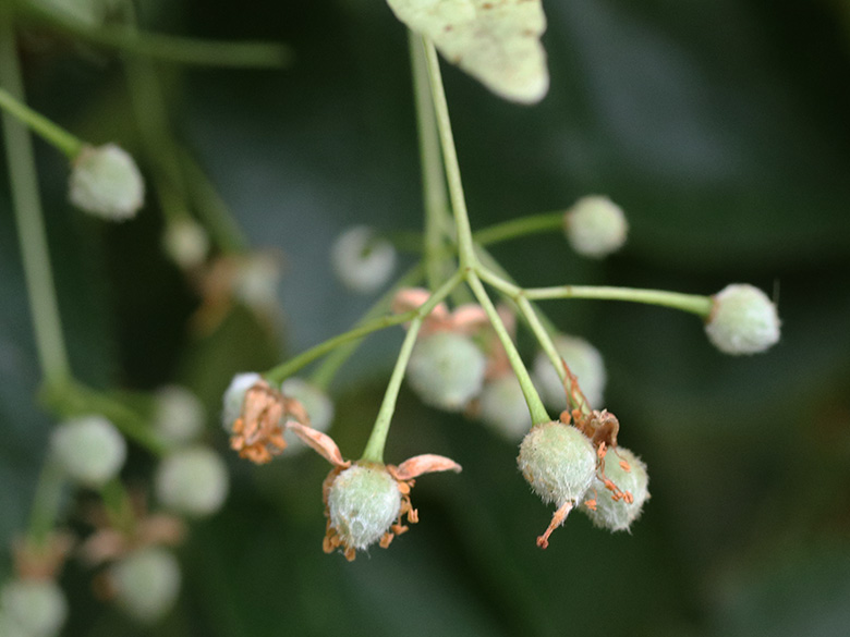 Tilia euchlora
